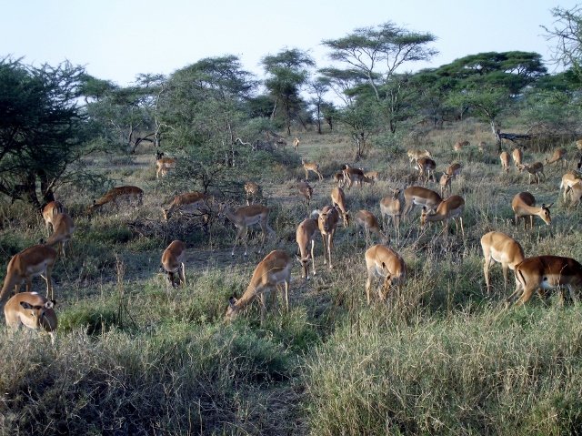 Tanzania 115